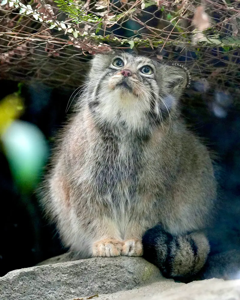 A photograph of Az in Kobe Animal Kingdom