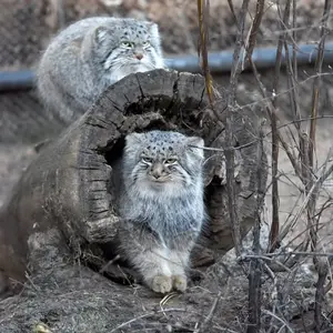 A photograph of Tate and Bo in Cheyenne Mountain Zoo