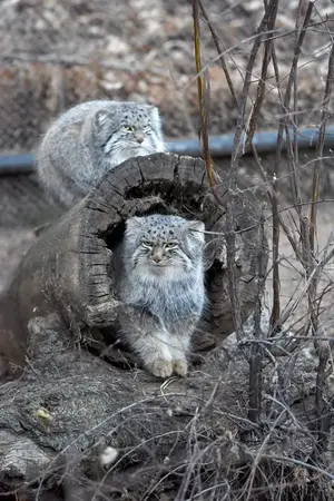 A photograph of Tate and Bo in Cheyenne Mountain Zoo