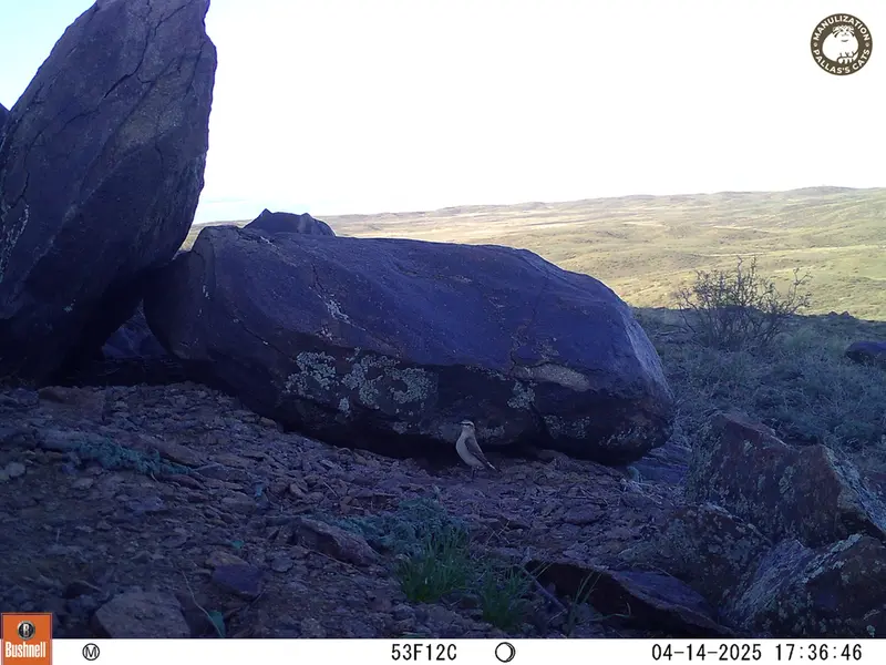 A photograph of a Pallas&#039;s cat from Koshkar camera trap