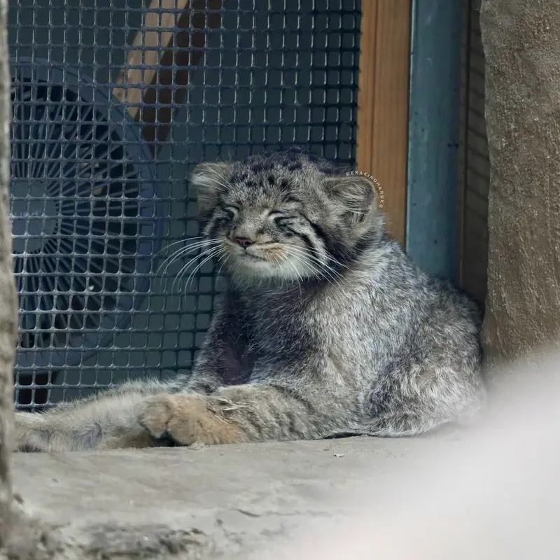 A photograph of Komorebi in Kobe Animal Kingdom