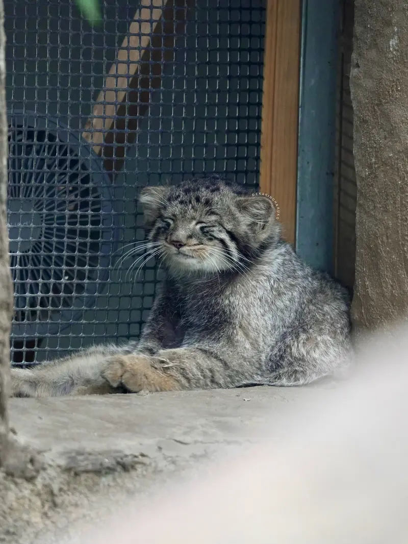 A photograph of Komorebi in Kobe Animal Kingdom