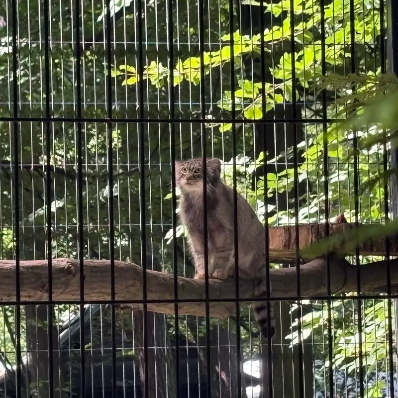 A photograph of Tsas in Kraków Zoo