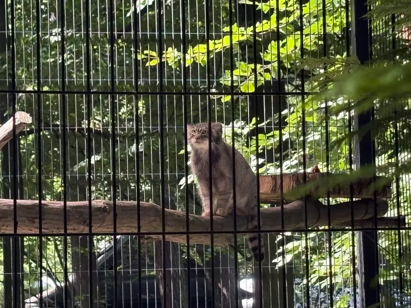 A photograph of Tsas in Kraków Zoo