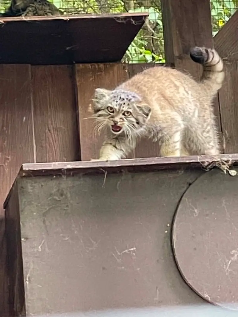 A photograph of Kitten of Alani b.2026 Ⅱ in Košice Zoo