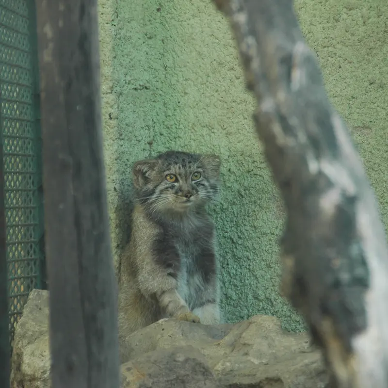 A photograph of Boris Ⅱ in Budapest Zoo & Botanical Garden