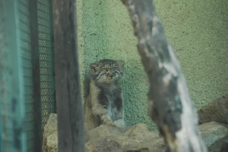 A photograph of Boris Ⅱ in Budapest Zoo & Botanical Garden