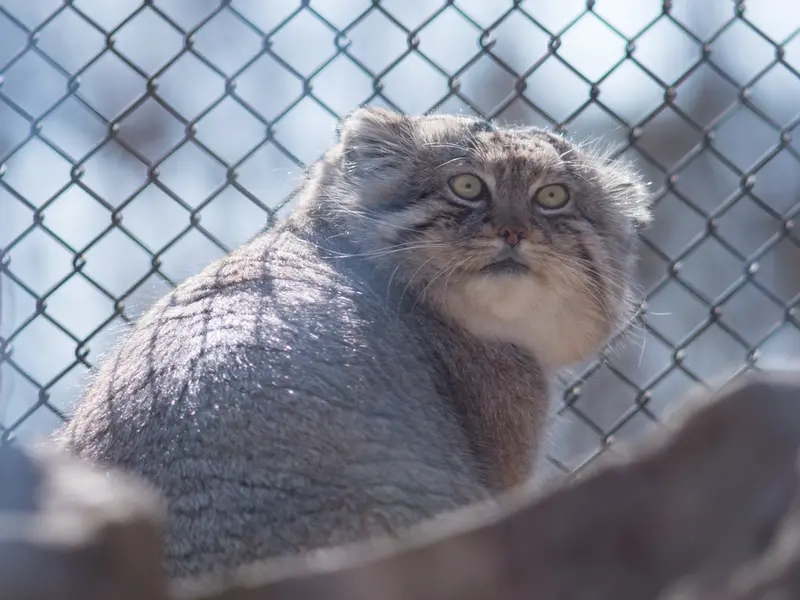 A photograph of Lotos in Saitama Children's Zoo