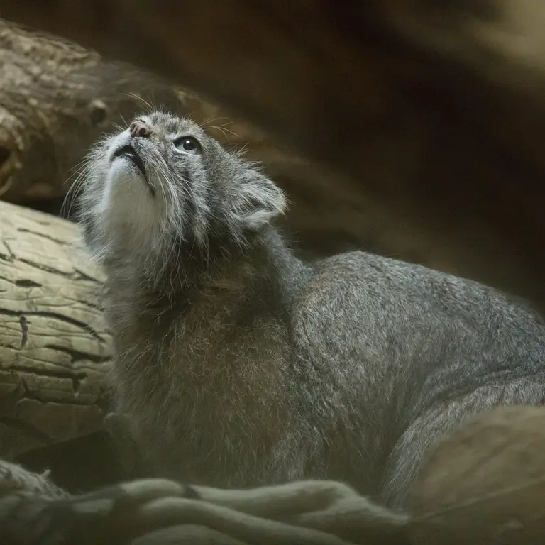 A photograph of Klyon in Ueno Zoological Gardens