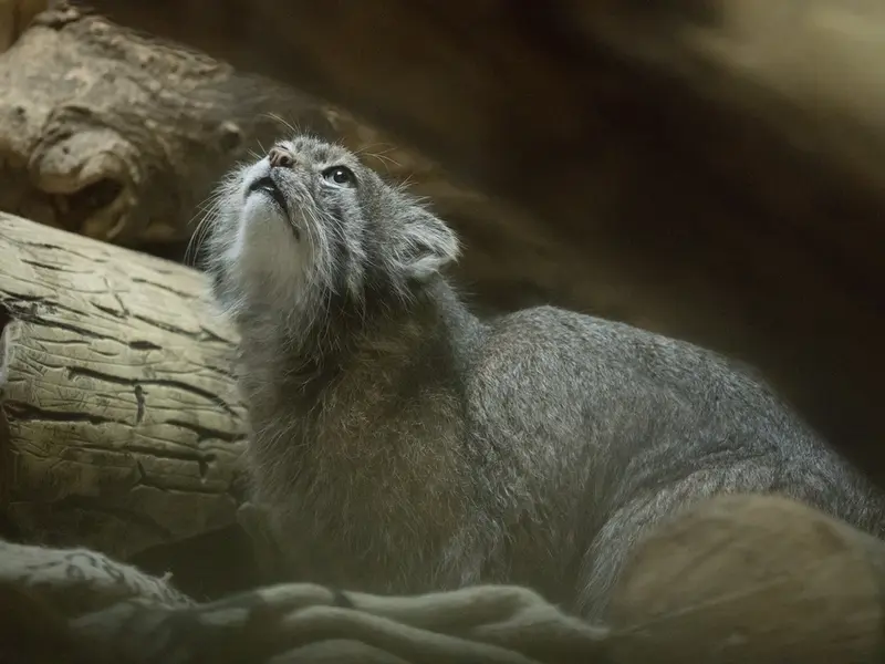 A photograph of Klyon in Ueno Zoological Gardens