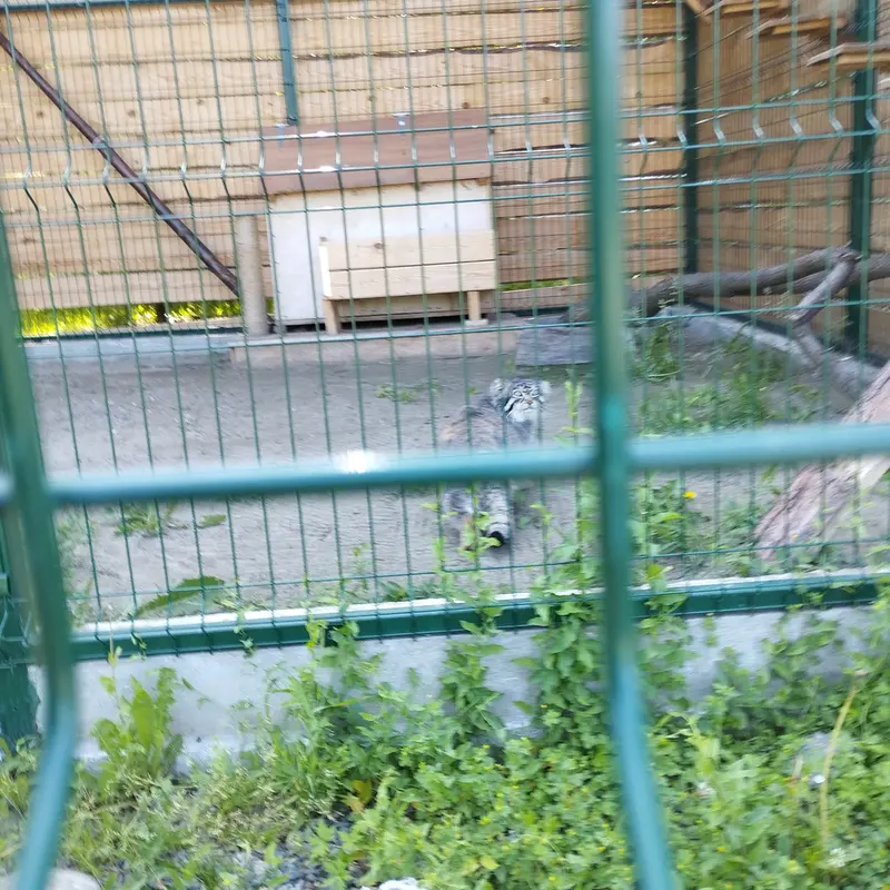 A photograph of Chip in Barnaul zoo “Lesnaya skazka”