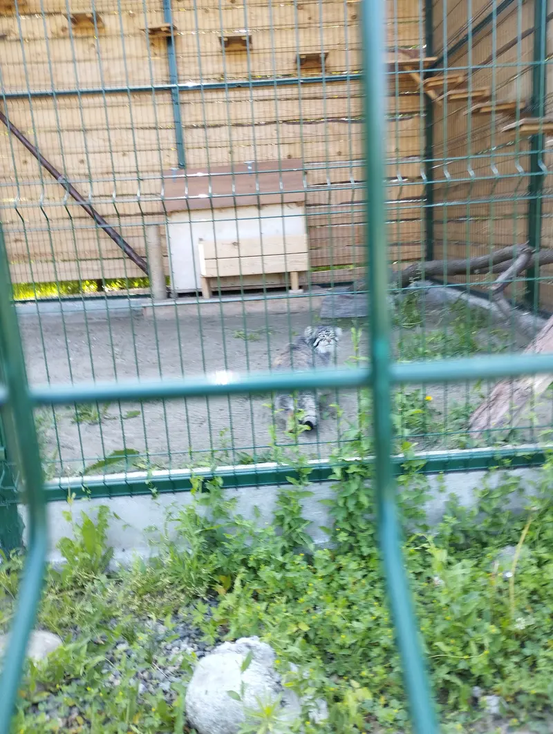 A photograph of Chip in Barnaul zoo “Lesnaya skazka”