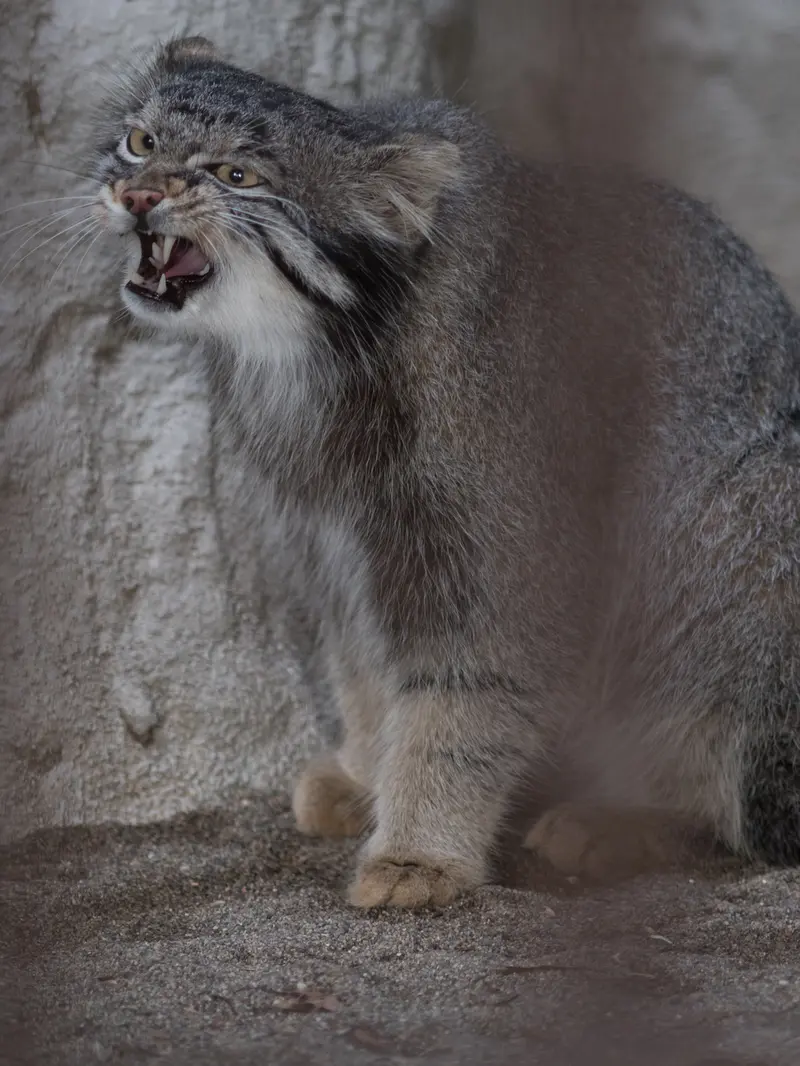 A photograph of Figa in Nogeyama Zoo