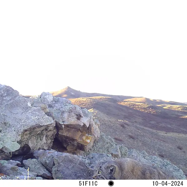 A photograph of Otocolobus manul manul from Besshoky 1 camera trap