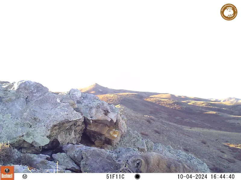 A photograph of Otocolobus manul manul from Besshoky 1 camera trap