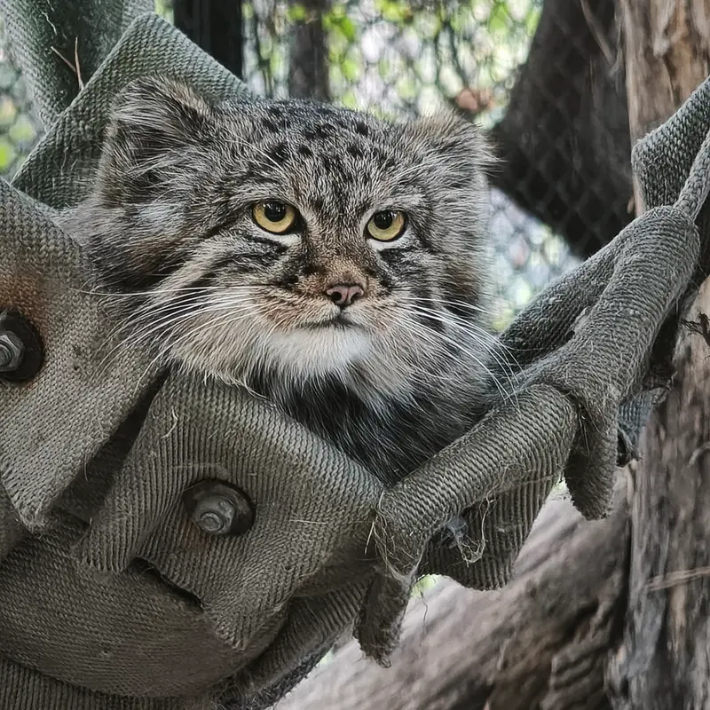 A photograph of a Pallas's cat in Novosibirsk Zoo