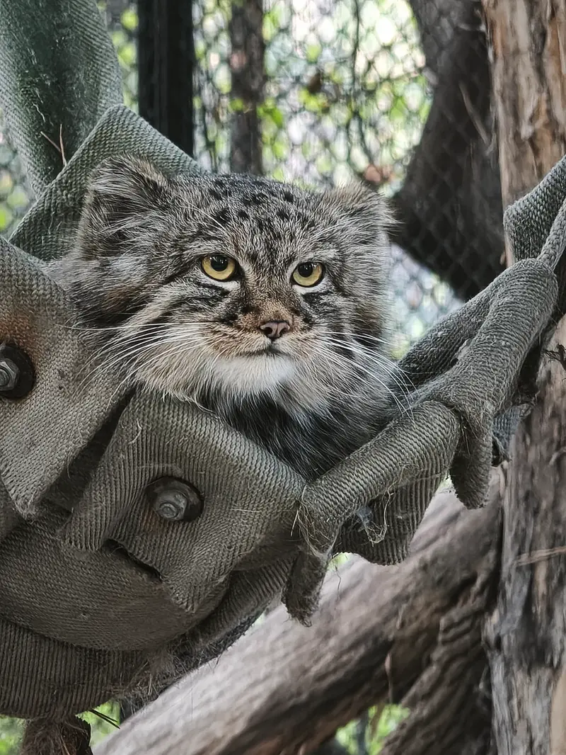 A photograph of a Pallas's cat in Novosibirsk Zoo