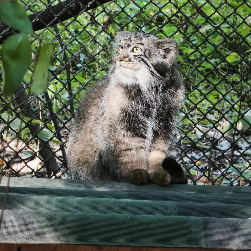A photograph of a Pallas's cat in Novosibirsk Zoo