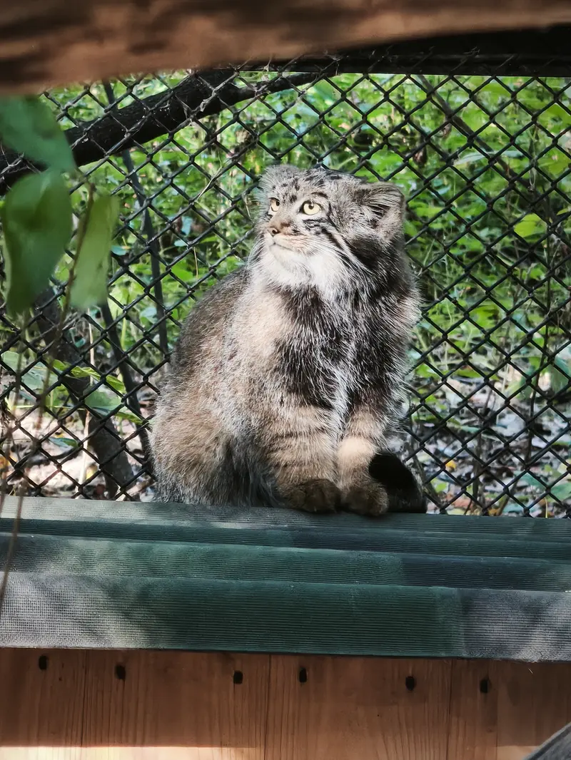 A photograph of a Pallas's cat in Novosibirsk Zoo
