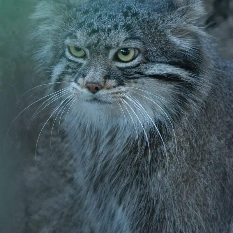 A photograph of Figa in Nogeyama Zoo