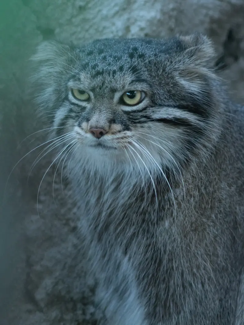 A photograph of Figa in Nogeyama Zoo