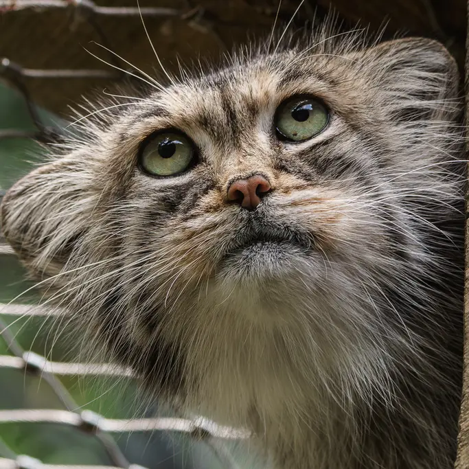 A photograph of a Pallas's cat in Jihlava Zoo