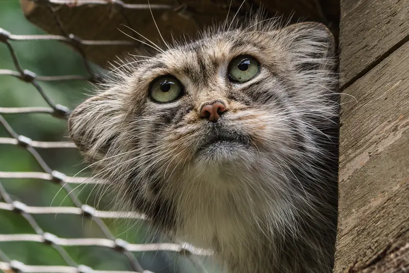 A photograph of a Pallas's cat in Jihlava Zoo