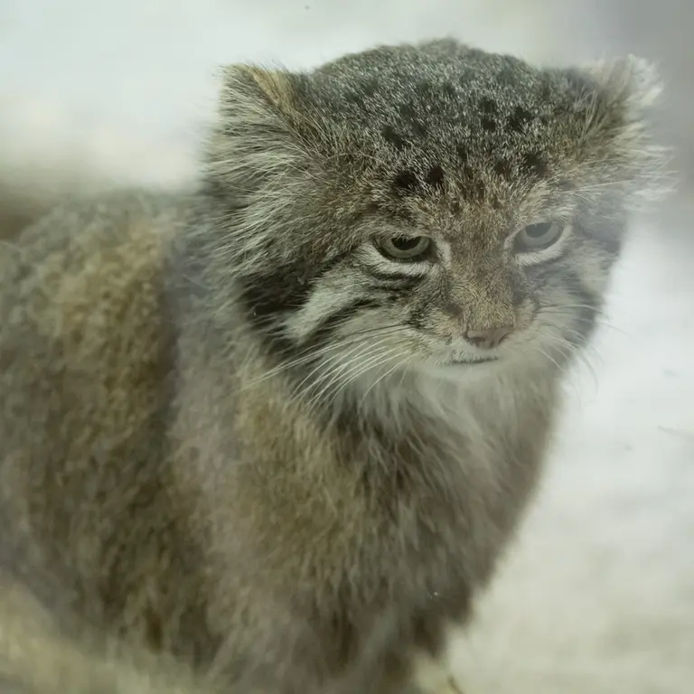 A photograph of Klyon in Ueno Zoological Gardens