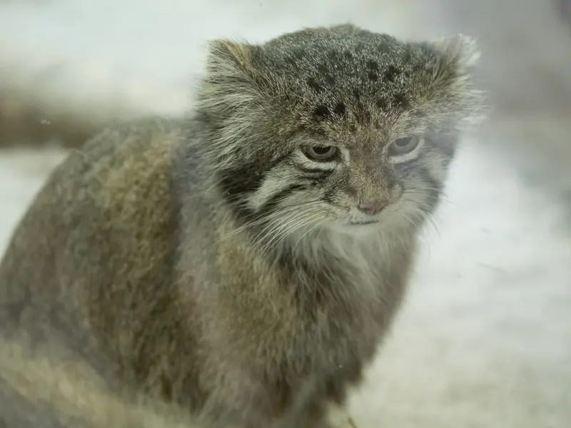 A photograph of Klyon in Ueno Zoological Gardens
