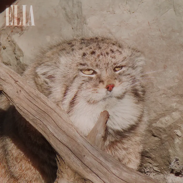 A photograph of Olaf in Calgary Zoo / Wilder Institute