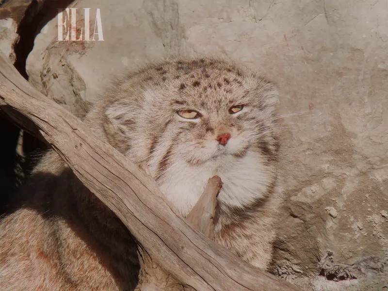 A photograph of Olaf in Calgary Zoo / Wilder Institute