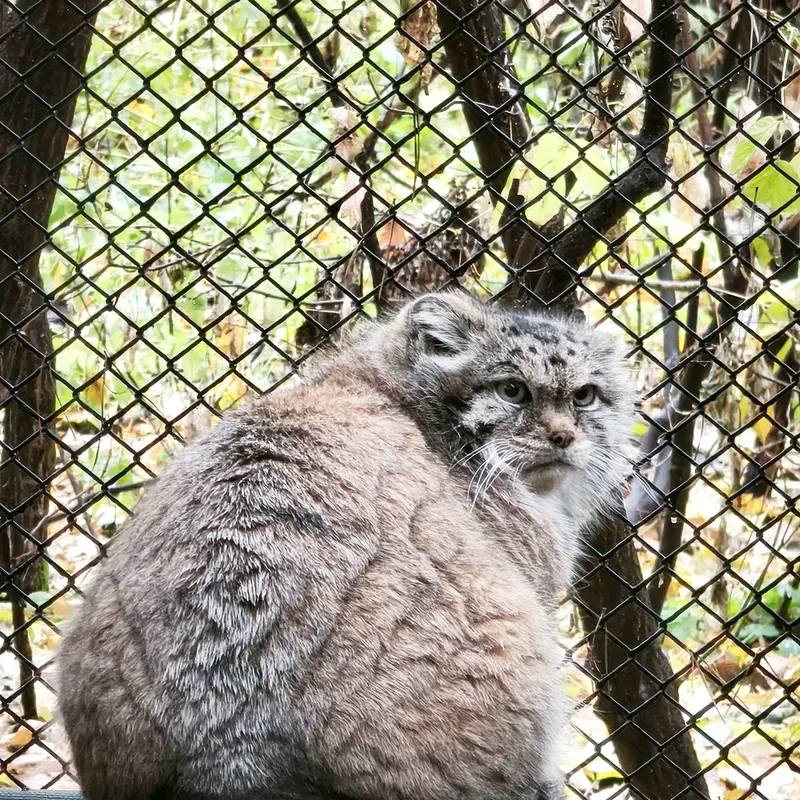 A photograph of Lastochka in Novosibirsk Zoo