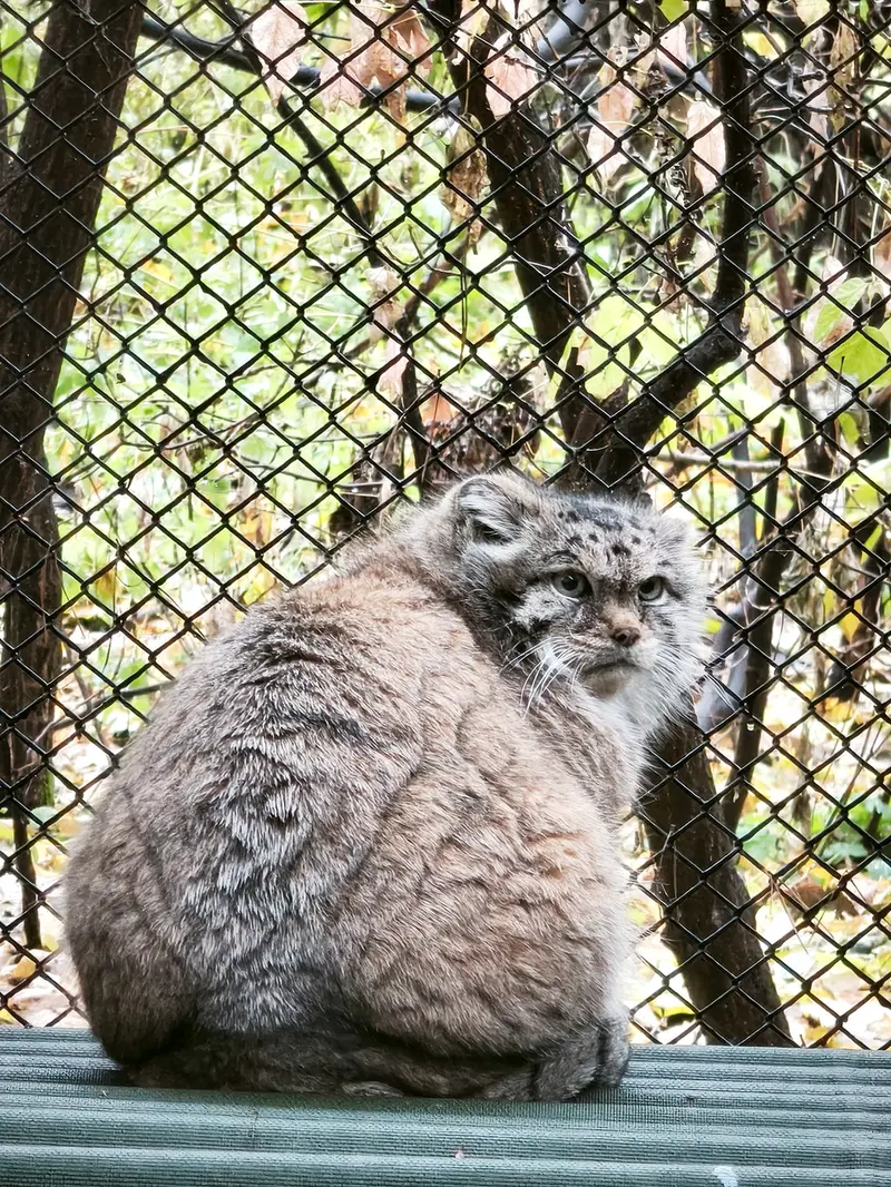 A photograph of Lastochka in Novosibirsk Zoo