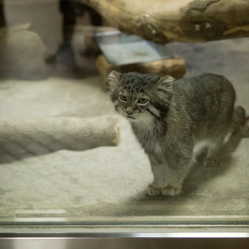 A photograph of Klyon in Ueno Zoological Gardens
