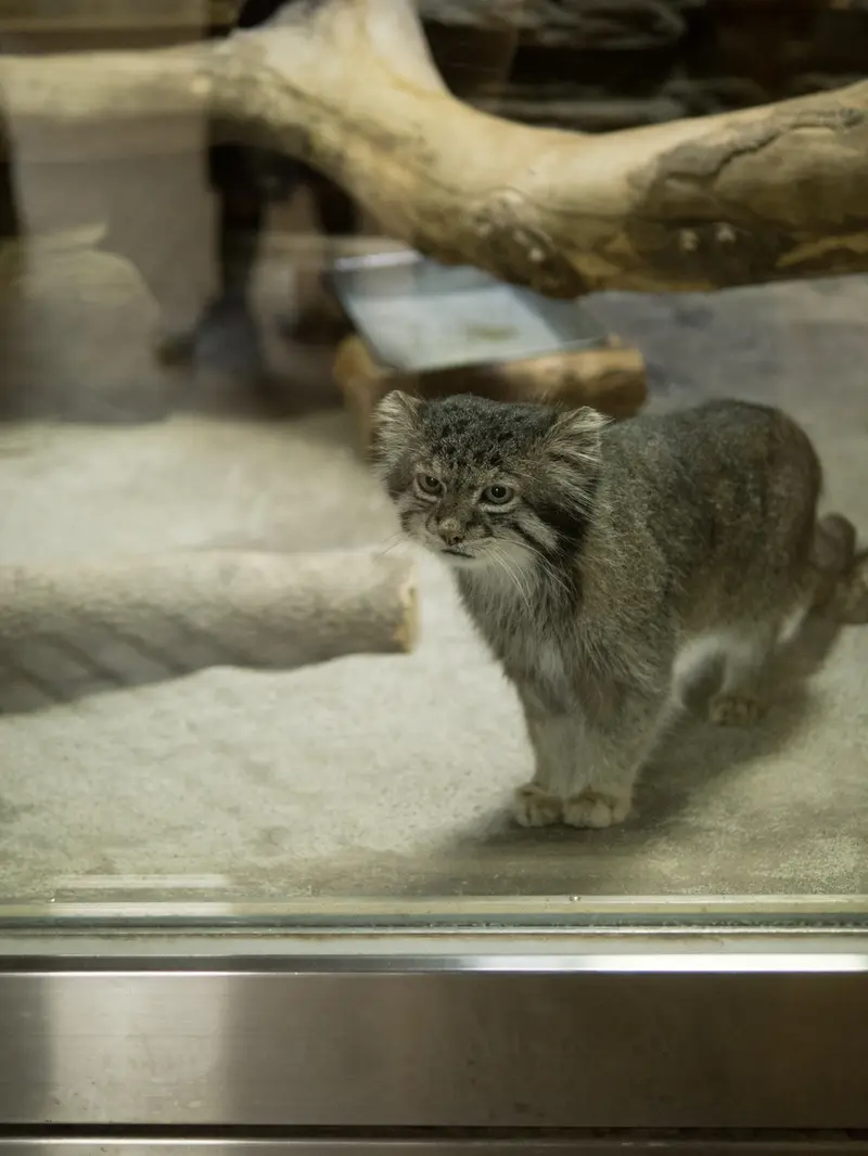 A photograph of Klyon in Ueno Zoological Gardens