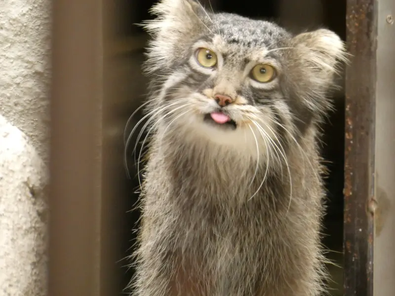 A photograph of Figa in Nogeyama Zoo