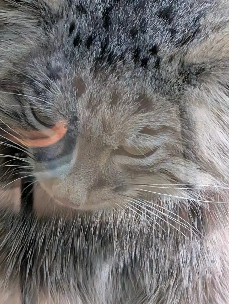 A photograph of a Pallas's cat