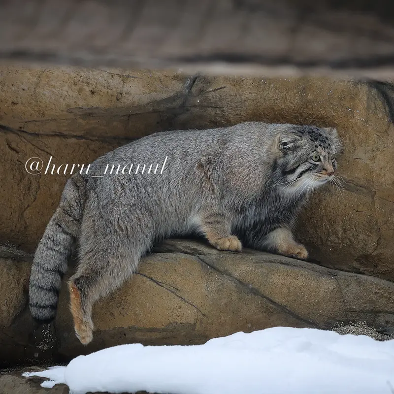 A photograph of Nagomu in Nasu Animal Kingdom