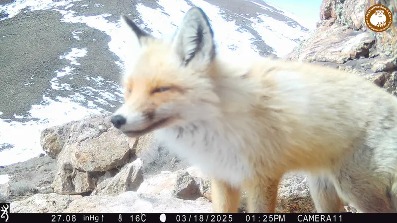 A photograph of Red fox from Zhundy 2 [new] camera trap