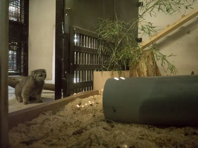 A photograph of a Pallas's cat