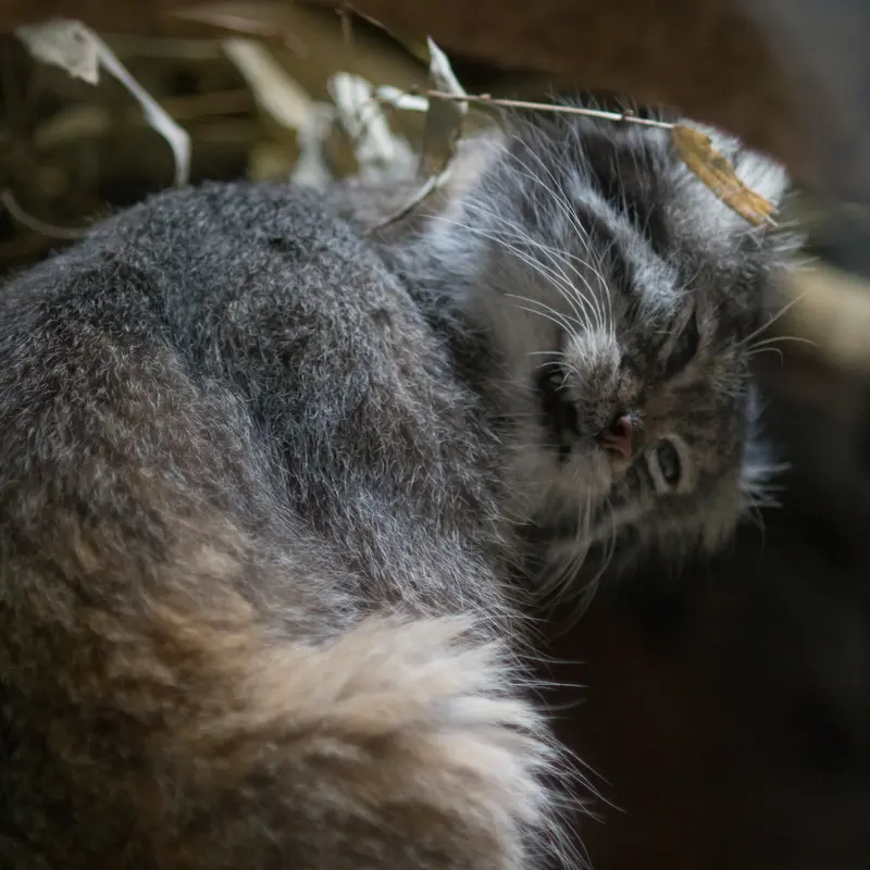 A photograph of Klyon in Ueno Zoological Gardens