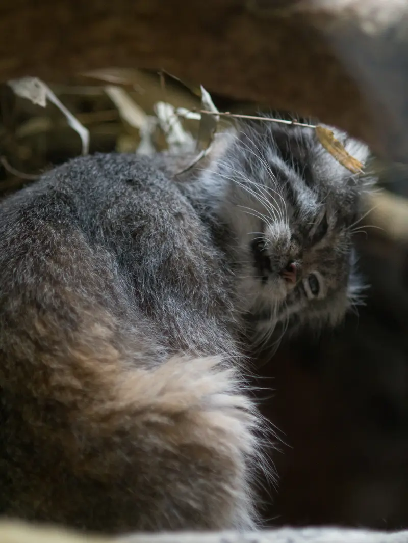 A photograph of Klyon in Ueno Zoological Gardens