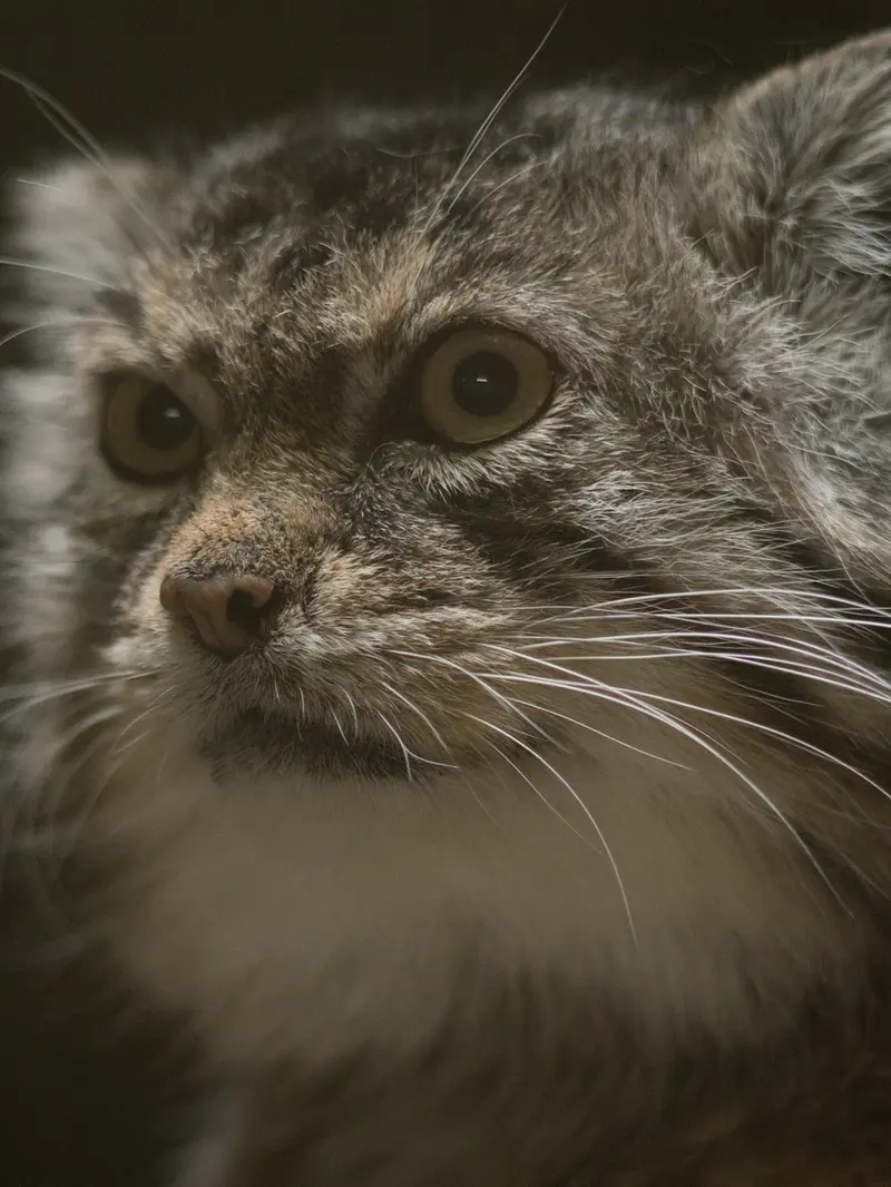 A photograph of Primula in Ueno Zoological Gardens