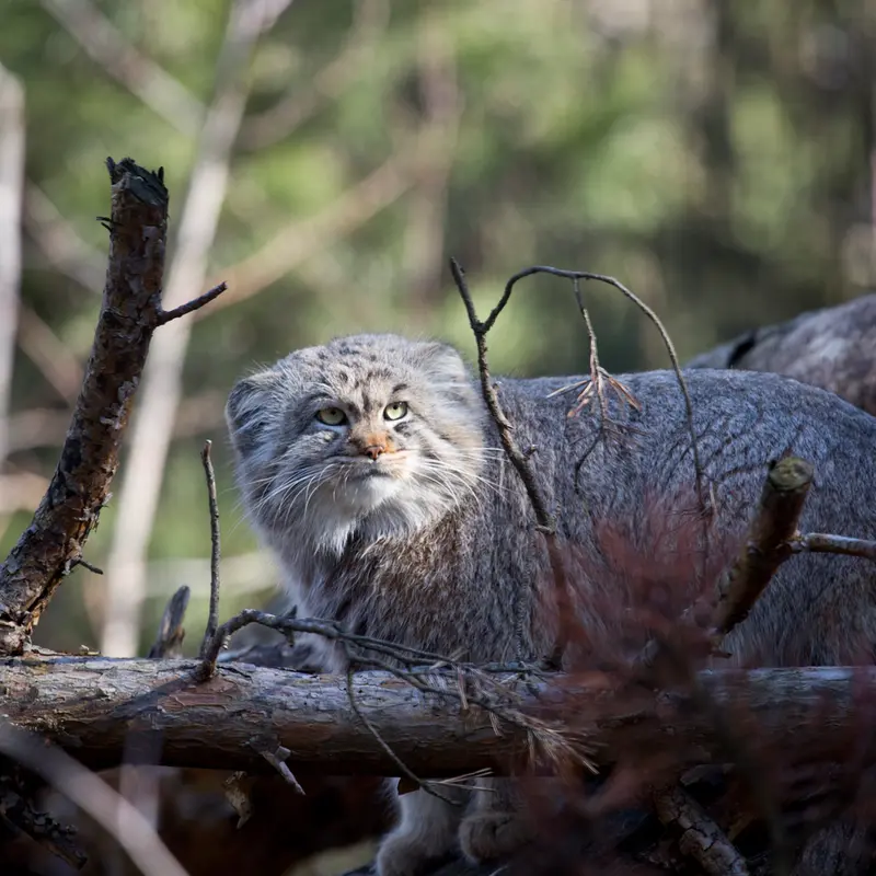 A photograph of Mortti in Korkeasaari Zoo