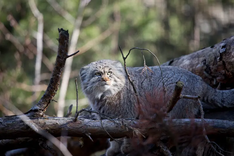 A photograph of Mortti in Korkeasaari Zoo