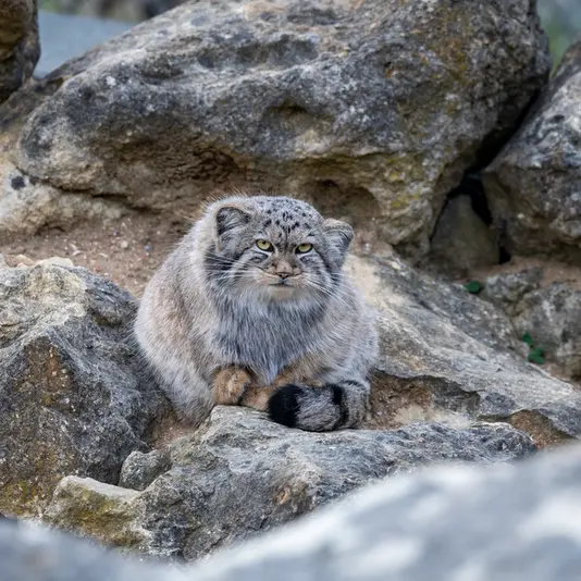 A photograph of Khutga in Port Lympne Wild Animal Park