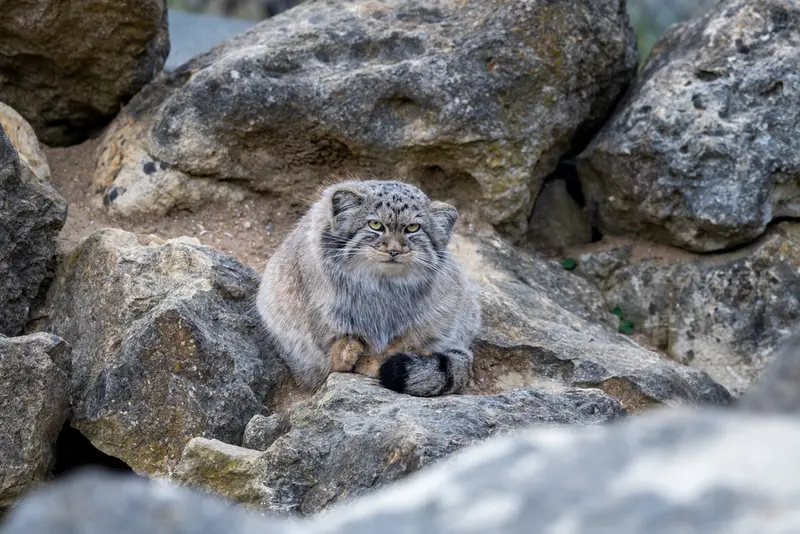 A photograph of Khutga in Port Lympne Wild Animal Park