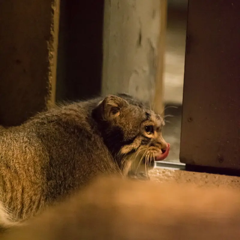 A photograph of Figa in Nogeyama Zoo