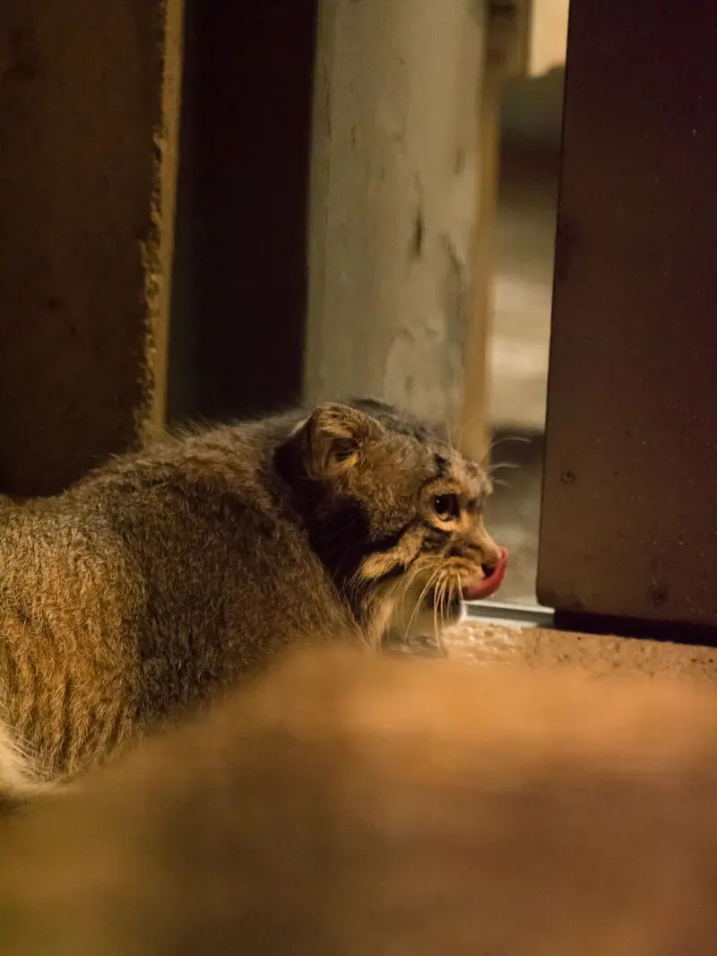 A photograph of Figa in Nogeyama Zoo