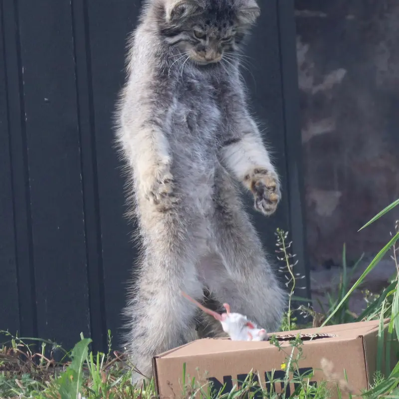 A photograph of Qatti-Matti in Korkeasaari Zoo